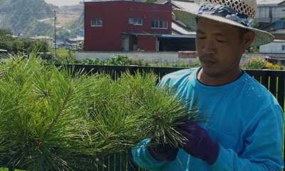 庭木の手入れ・伐採